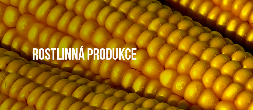 Rostlinná produkce