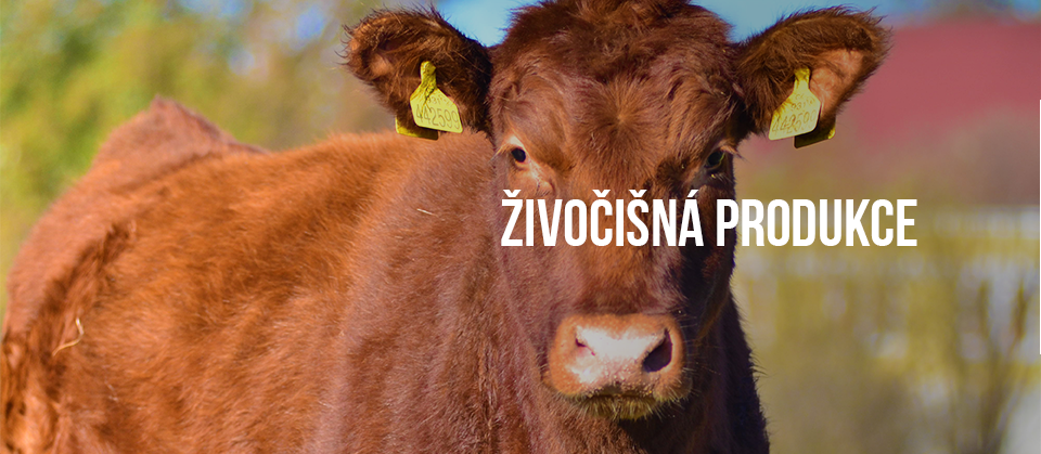 Živočišná produkce